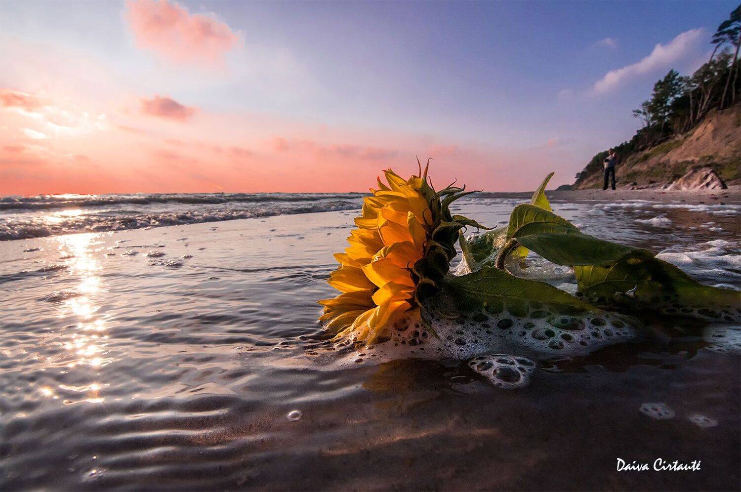 sunflower,sunset,sea,seascape, Daiva Cirtautė