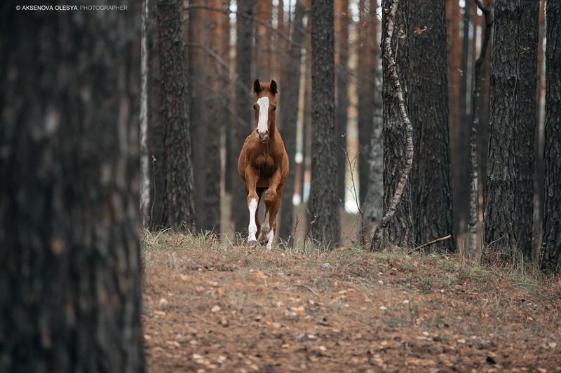 лошадь, гало, жеребенок рыжая малышка по кличке Форсика фото превью