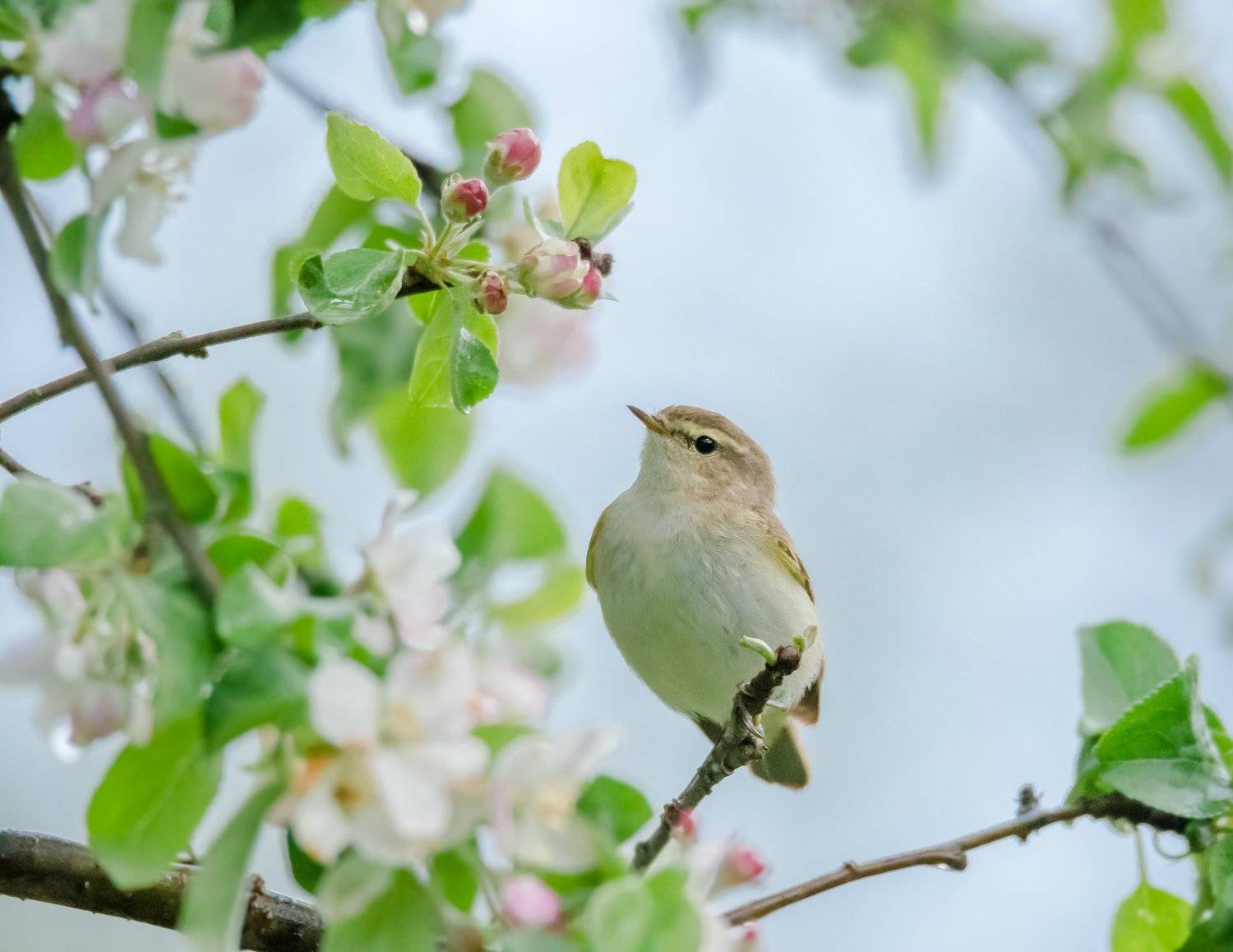 высокие исо, iso, шумы, высокий контраст, 8000 iso, пеночка-теньковка, птица, кроха, весна, яблоня, цветение, вечер, сумерки, романтика, цветы, зелёный, phylloscopus collybita, Ксения Соварцева