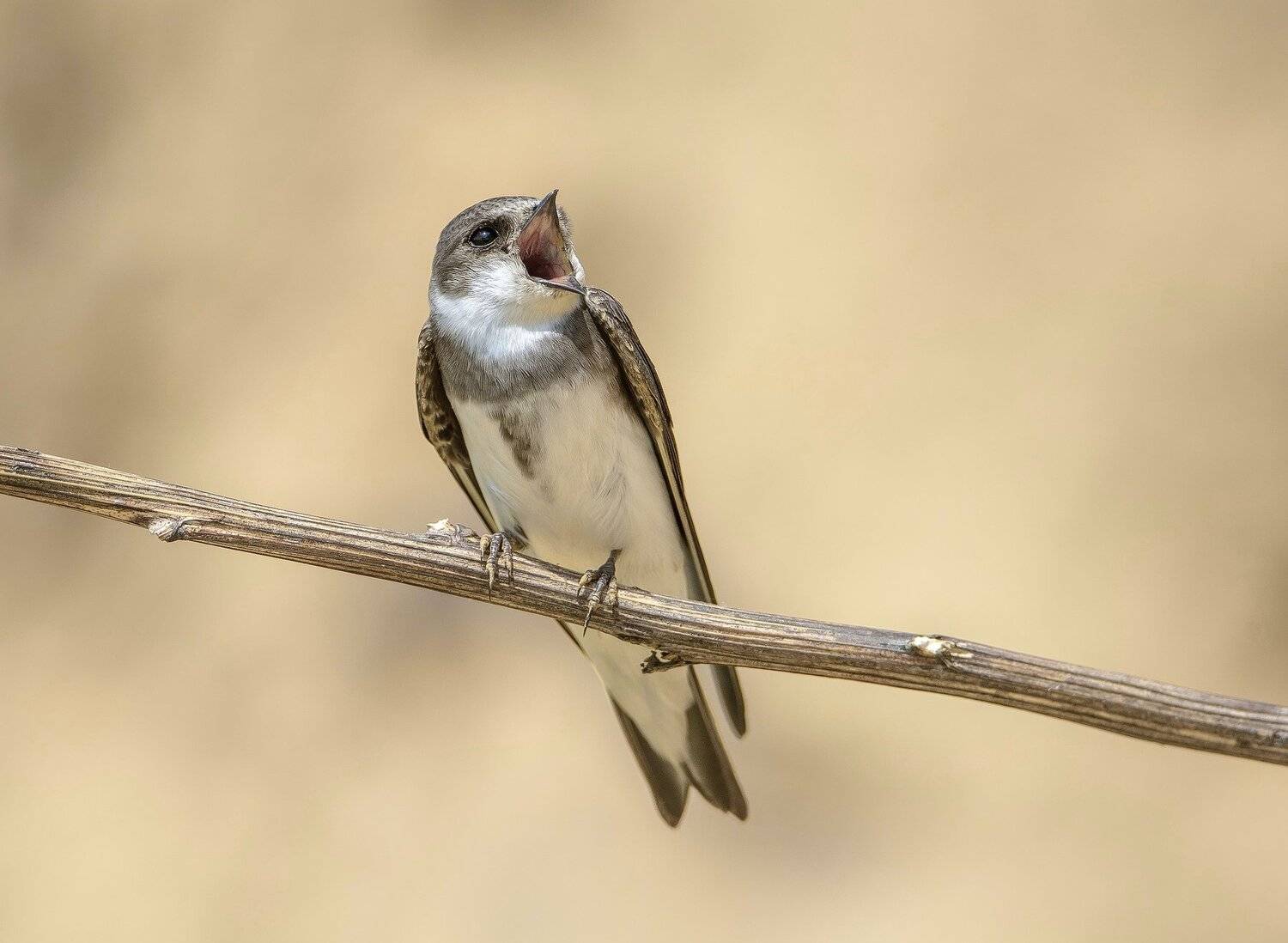 птицы,природа,лето, Андрей Киселёв