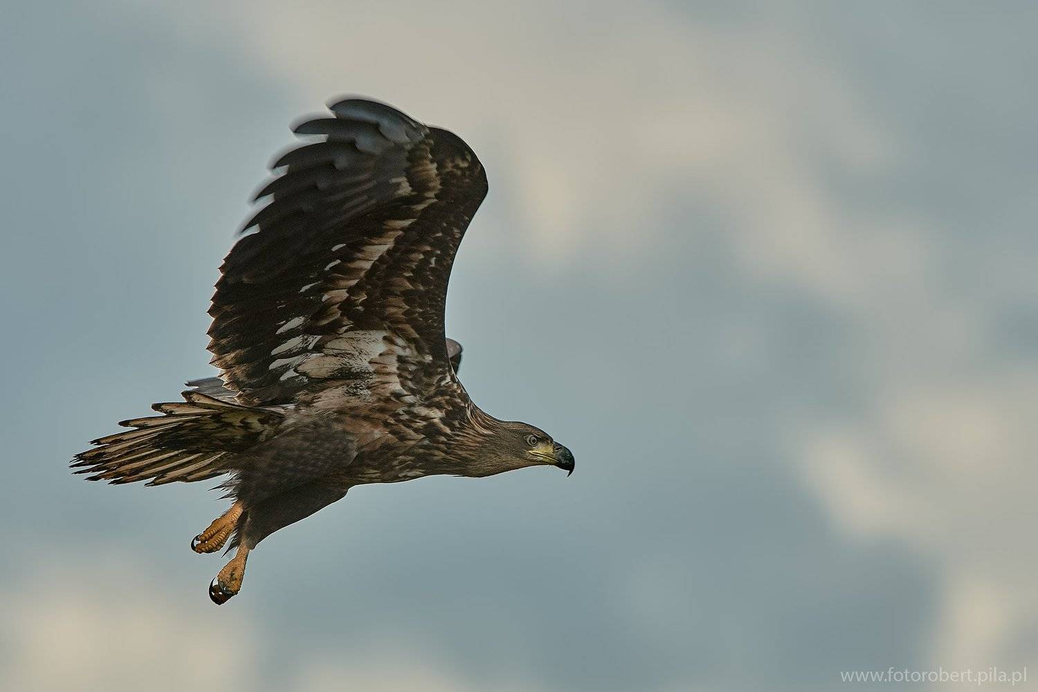 , Robert Szmytkowski