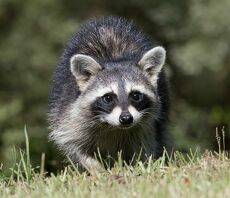 Енот-полоскун -Baby Raccoon