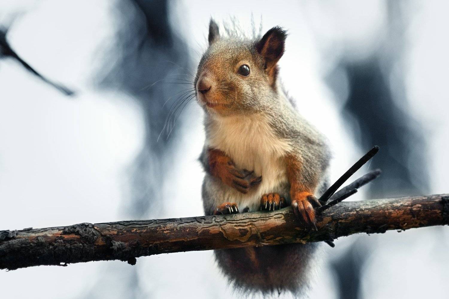белки, осень, лес, Цвелёв Дмитрий