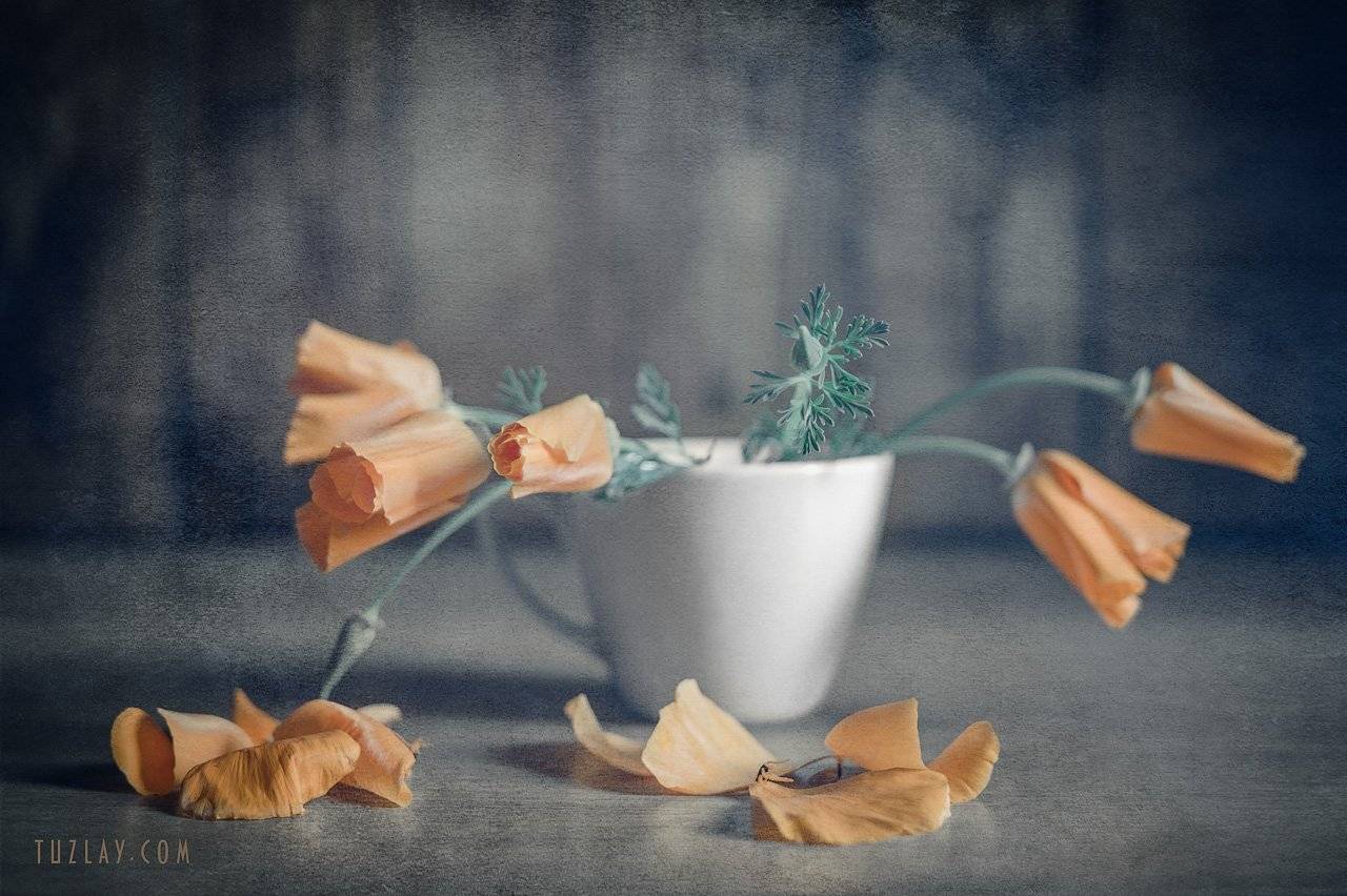 калифорнийские маки, Владимир Тузлай