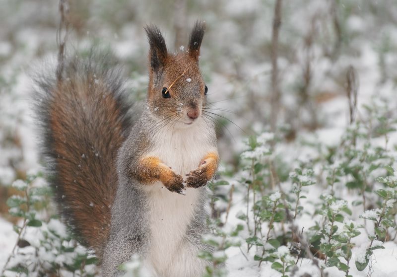 печора,коми,север,белка,осень,снег Белка северной осени фото превью
