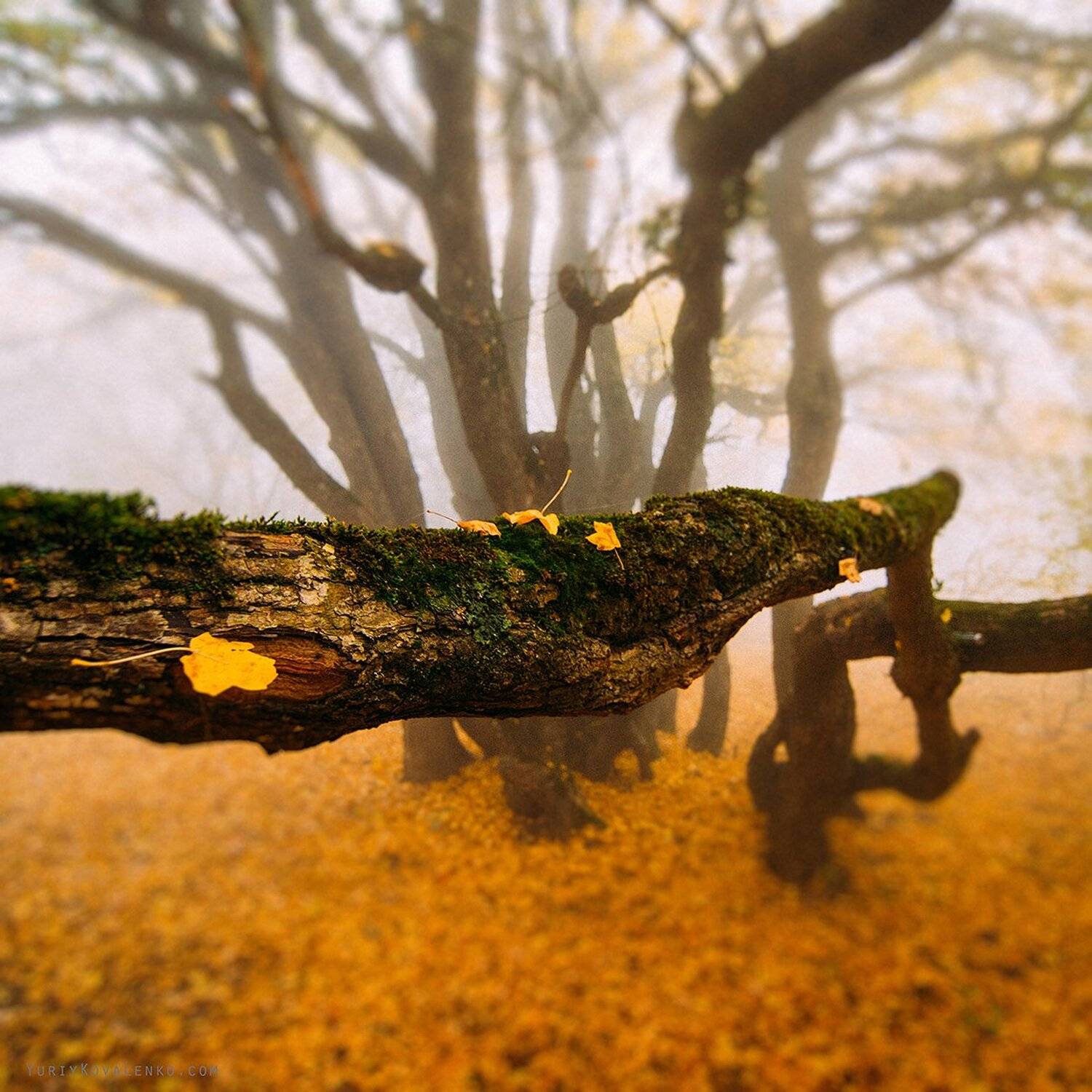 , Юрий Коваленко