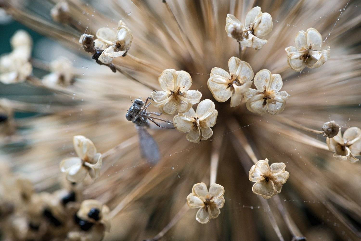 природа, макро, стрекоза, лук гигантский, паутина, капли дождя,, Неля Рачкова