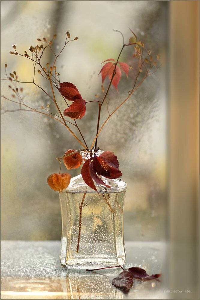 , Шипунова Ирина