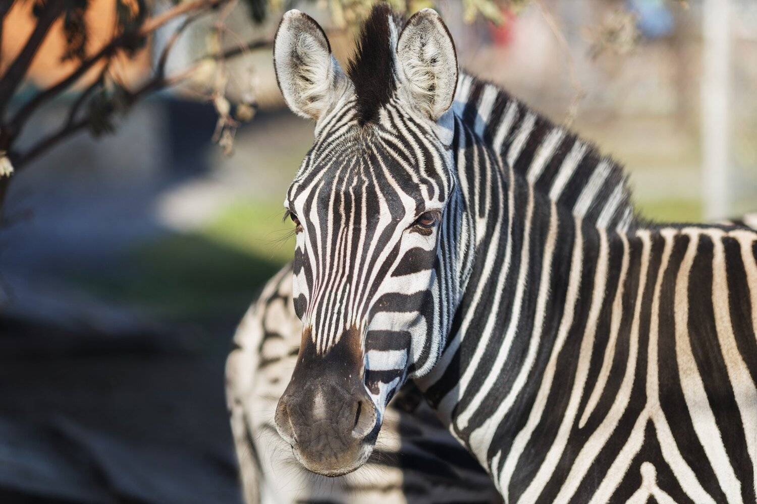 , Олег Богданов