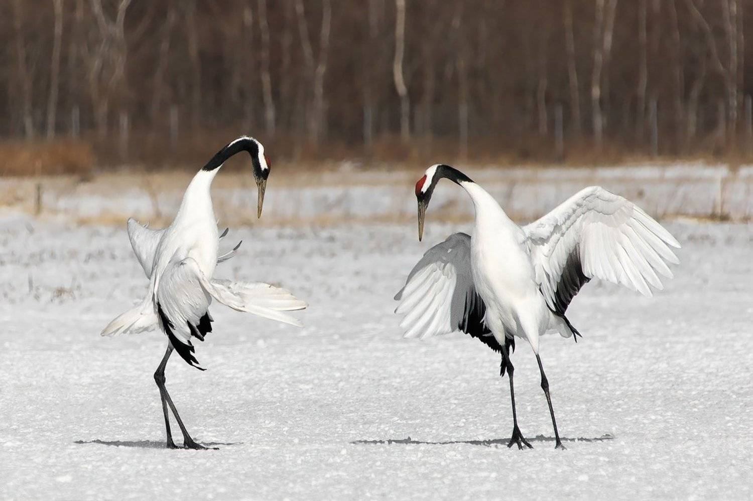 япония, журавли, птицы, Slavado