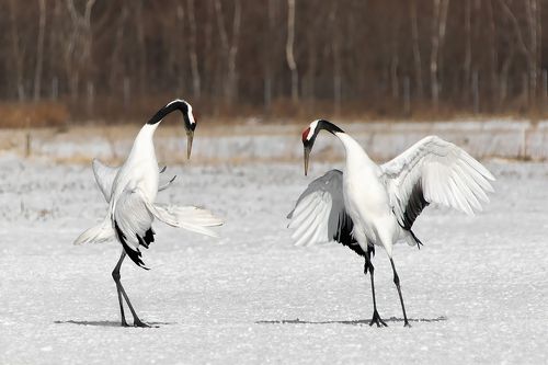 Я пригласить хочу на танец Вас и только Вас