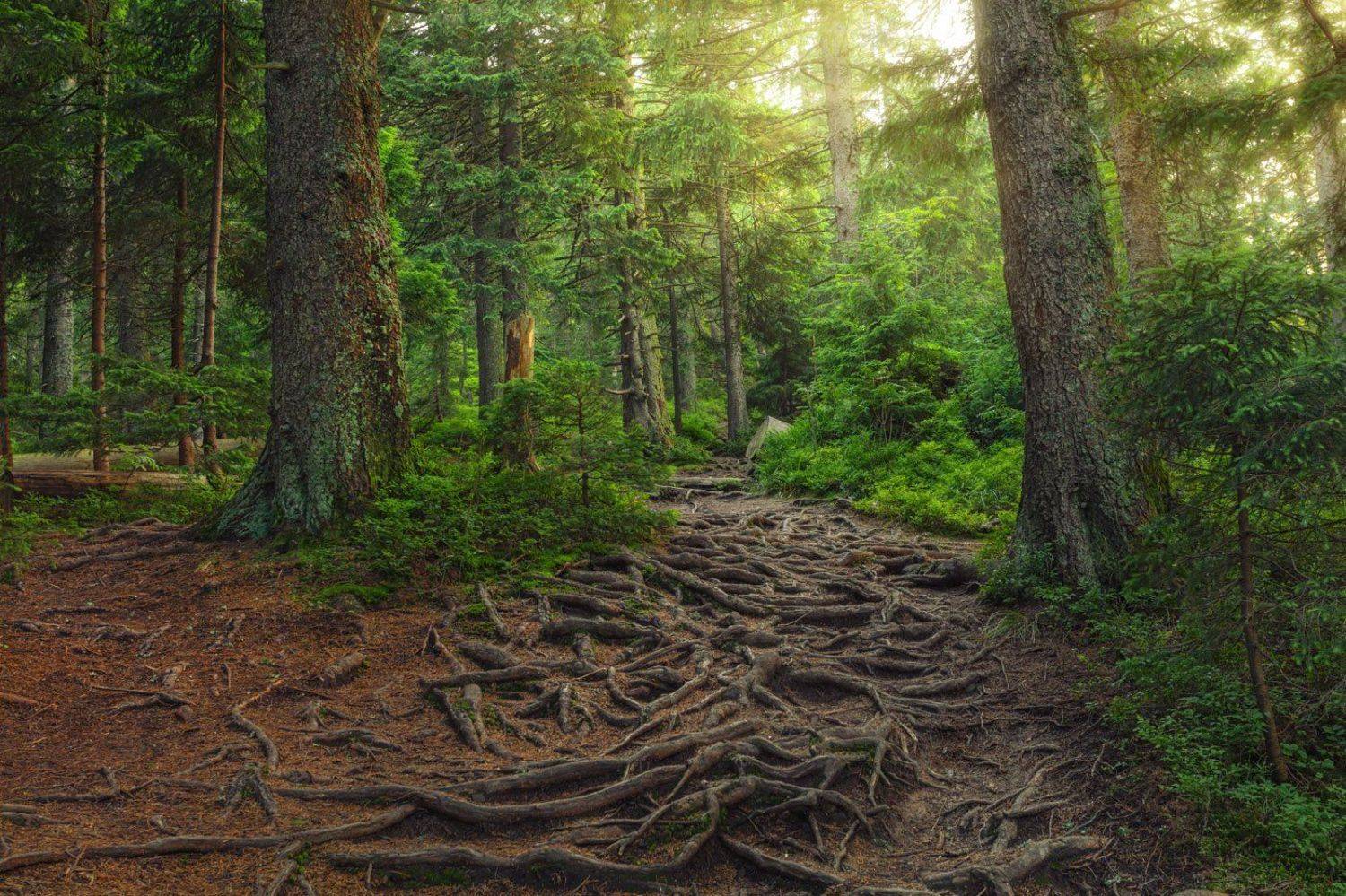 , Артём Маковский