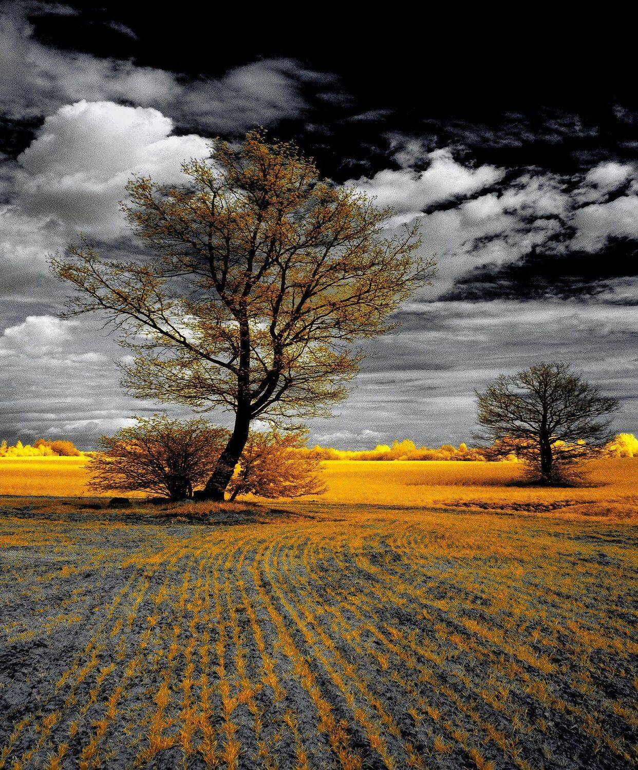 infrared,ик-фото,инфракрасное фото,инфракрасная фотография,пейзаж,природа,беларусь,весна, Sixten ( Сергей )