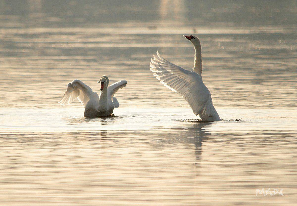 животные птицы лебеди осень утро кандры-куль, Шангареев Марс