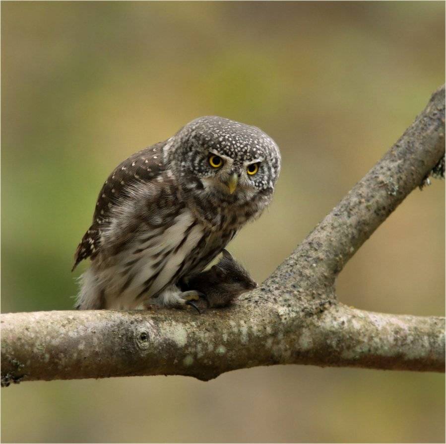 сыч воробьиный, Юрий Андреев