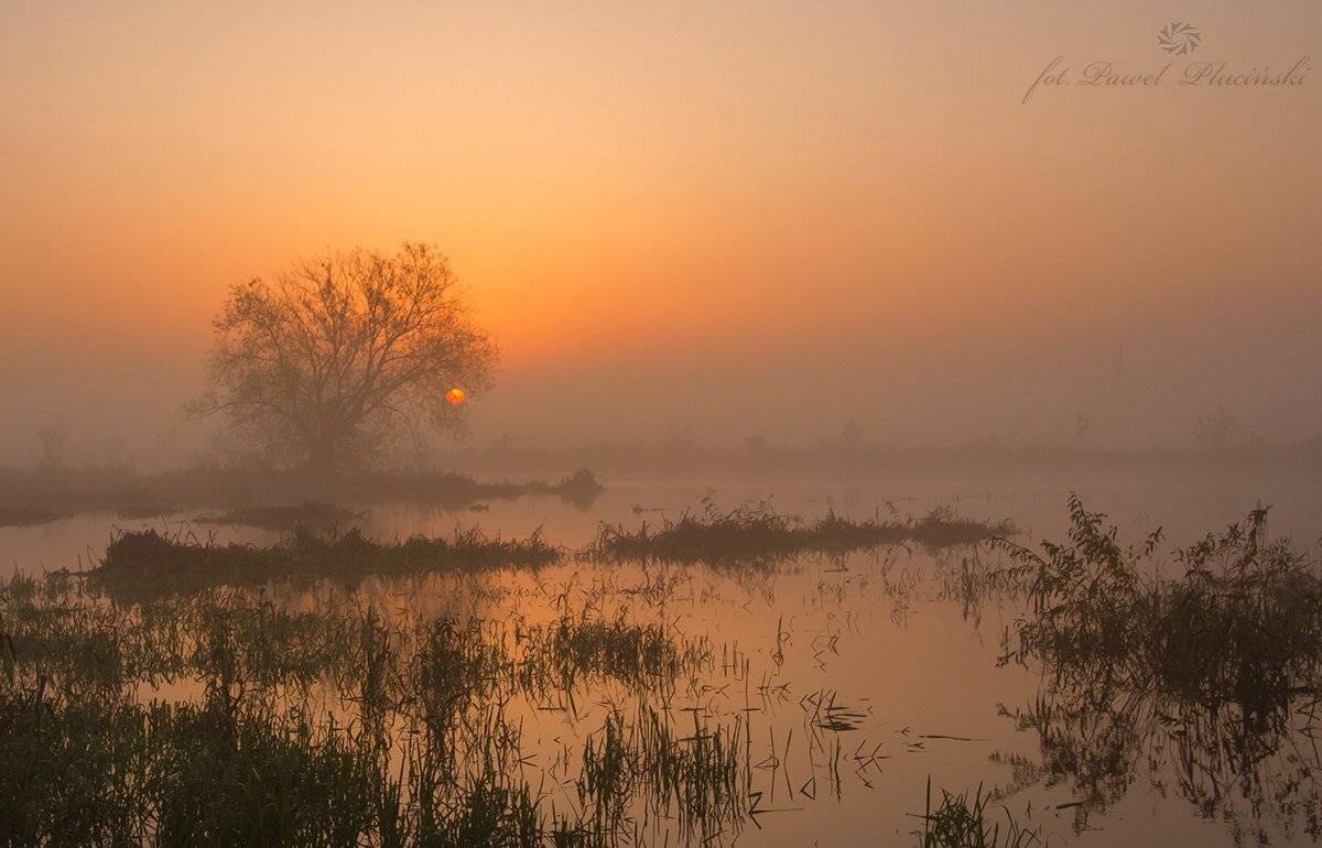 , Pawel Plucinski