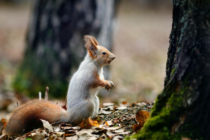 белки, осень, лес Про бельчонка фото превью