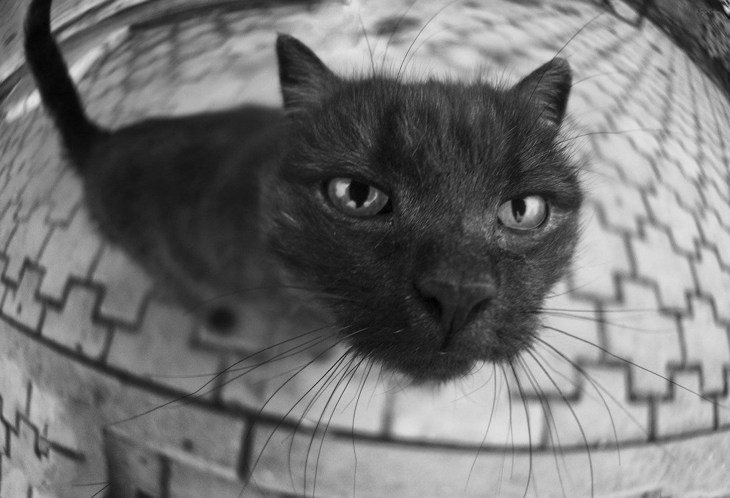 кот,котяра,улица, Roma  Chitinskiy