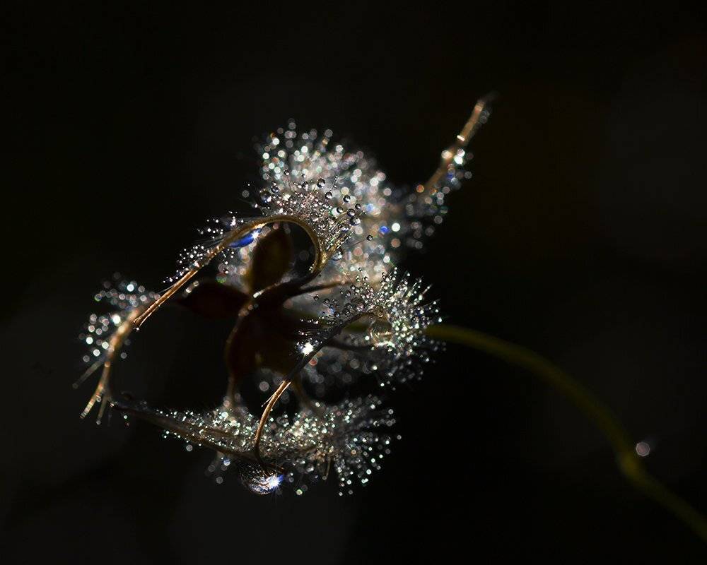 Природа, растения, роса, Александр Кожухов