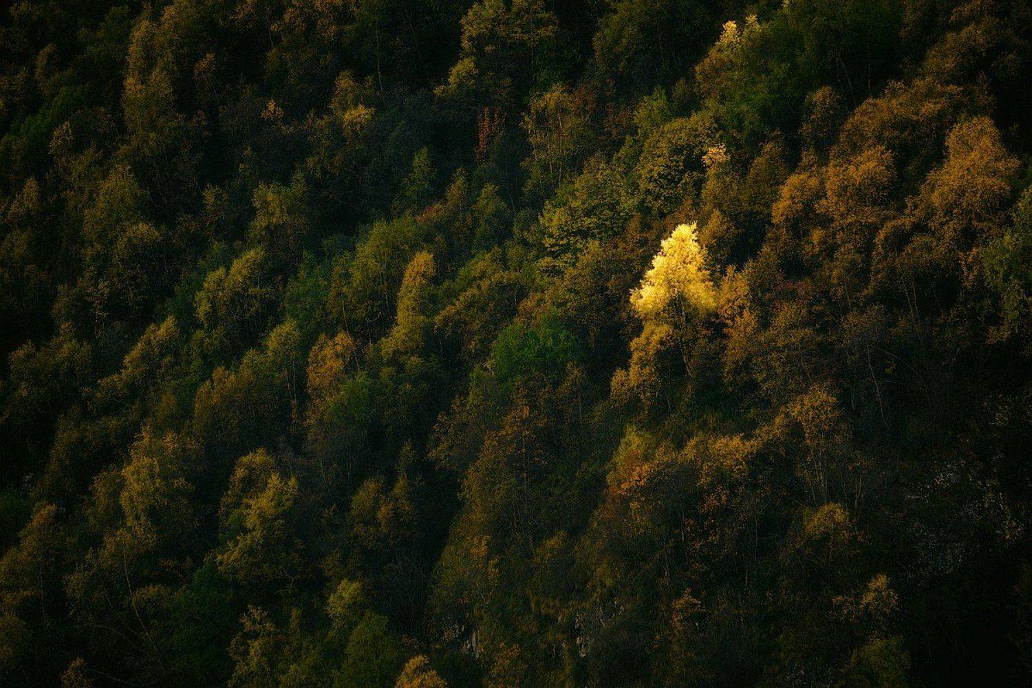 россия, кавказ, северная осетия, дигория, ущелье, хребет, лес, дерево, солнце, горы, пейзаж, природа, осень, Оборотов Алексей