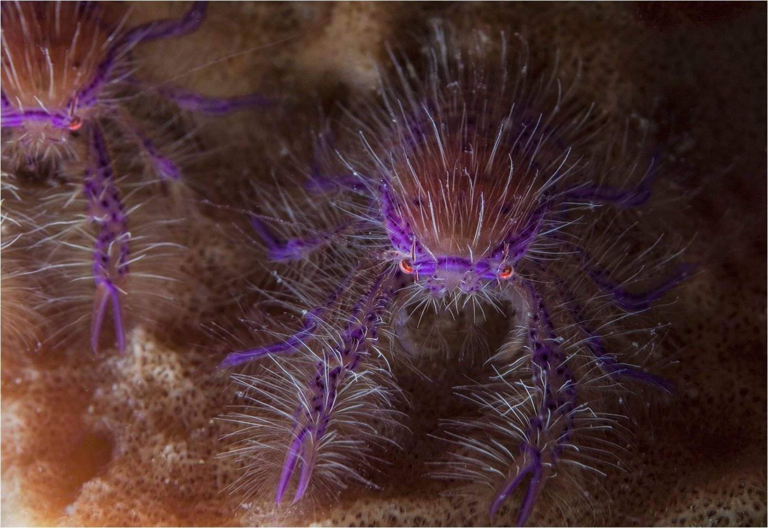 омаровая фея, филиппины, пескадор, Сергей Гаспарян