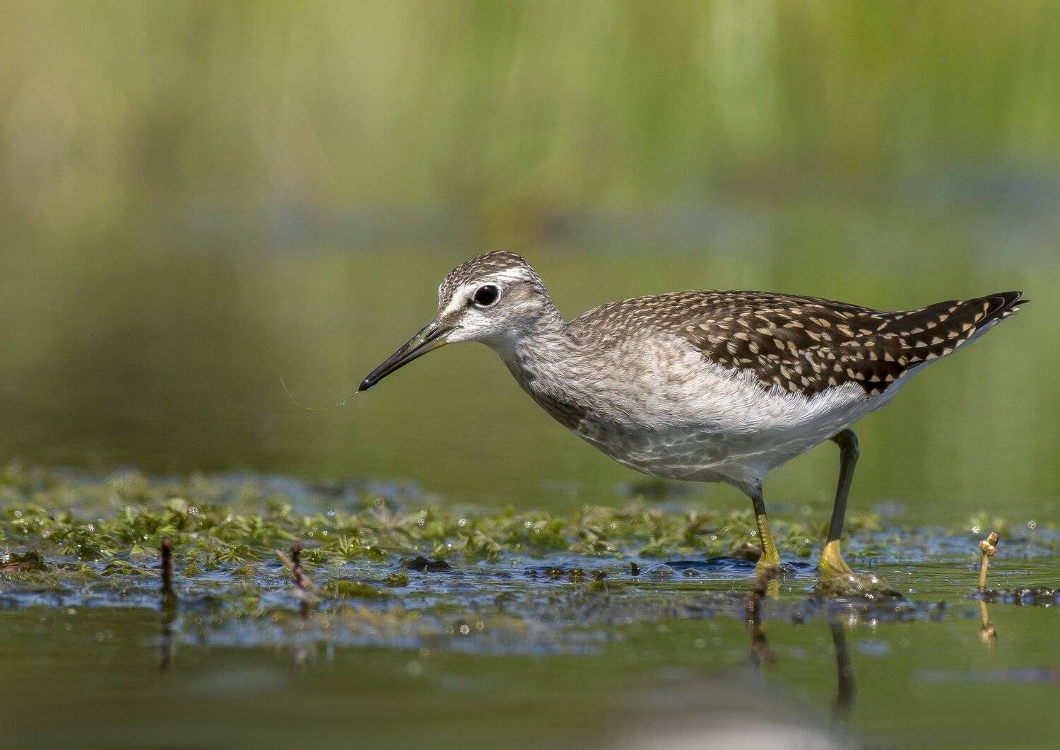 птицы,природа,лето, Андрей Киселёв