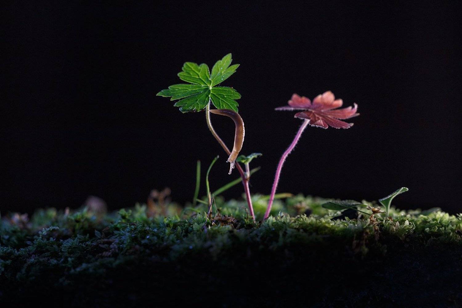 , Тамара Морозова