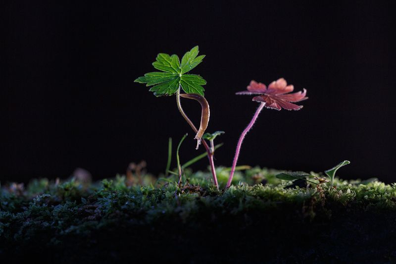 Акробат.. фото превью