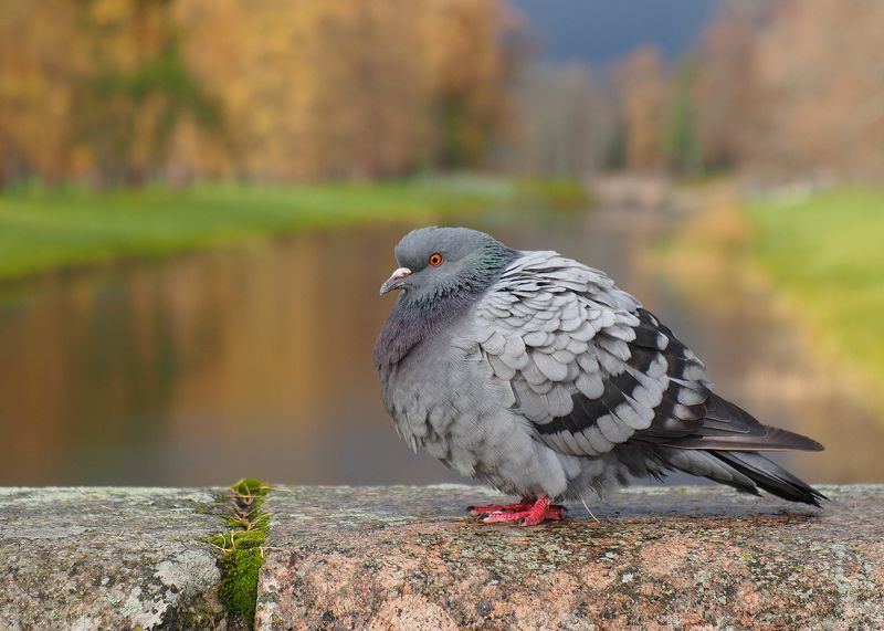 Голубь в осеннем парке фото превью