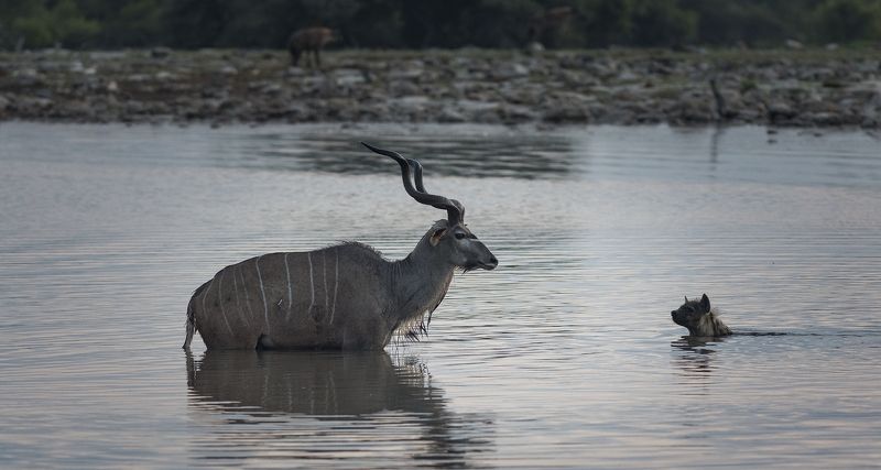 намибия, этоша, рассвет, охота, куду, гиена Намибия фото превью