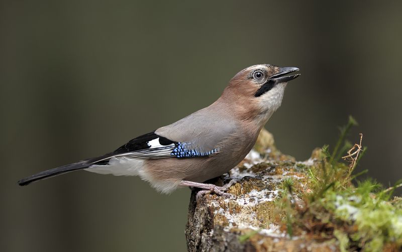 Сойка. фото превью