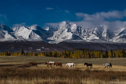 Лошади Курайской степи 1