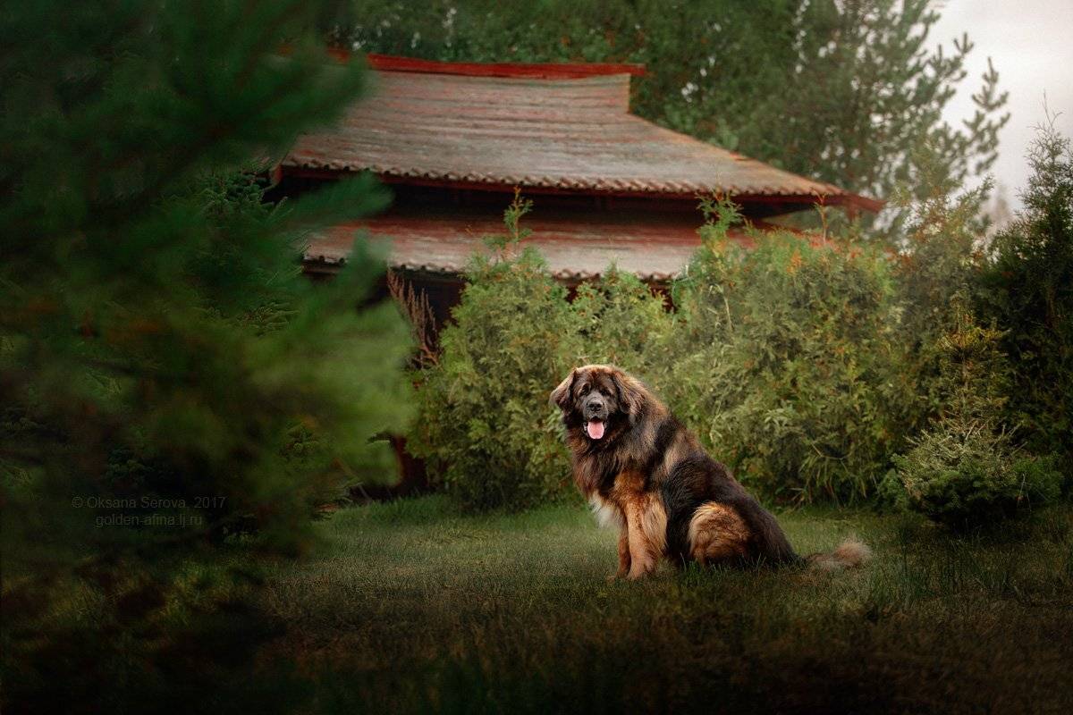 собака, леонбергер, китай, пагода, Оксана Серова