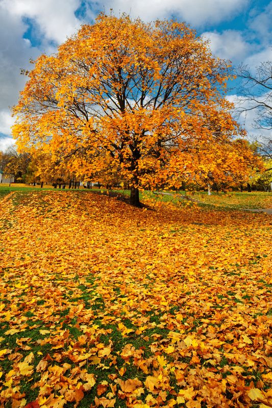 город, Москва, Коломенское, парк, клен, желтый, осень, небо, тучи, облака, красота  Ее величество - Осень  фото превью