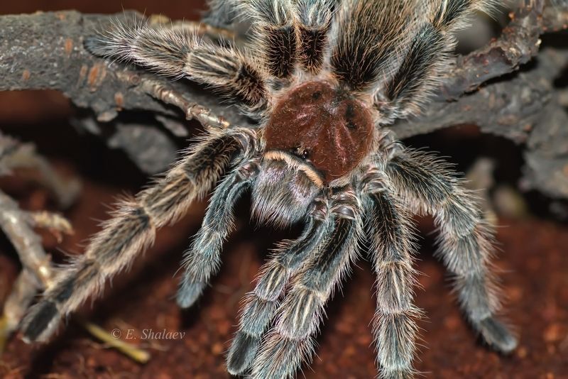 grammostola rosea,граммостола розовая,паук,птицеед \