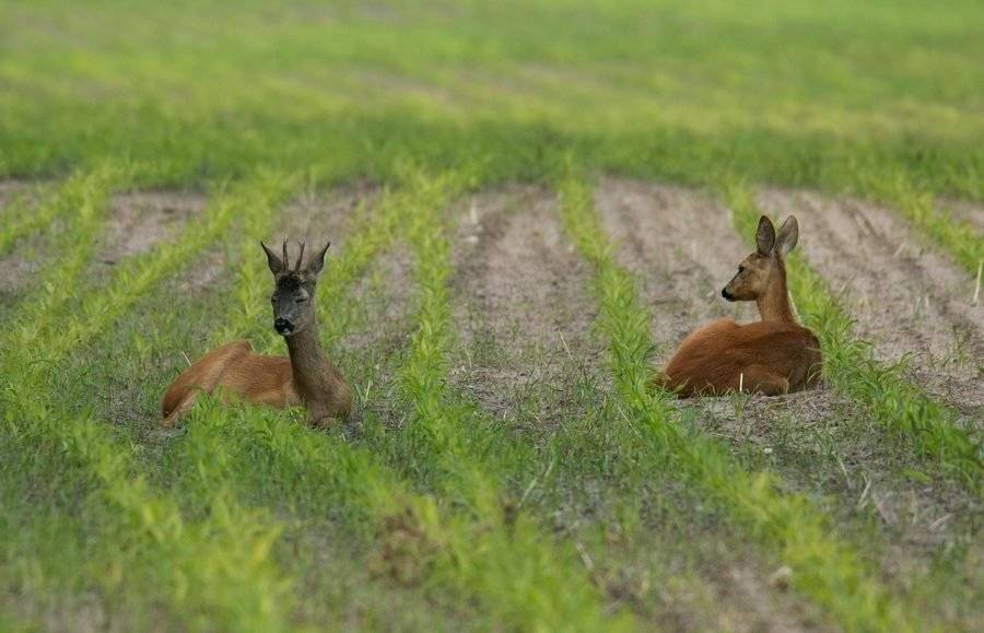 косули, дикие животные,, Владимир Пакалевич