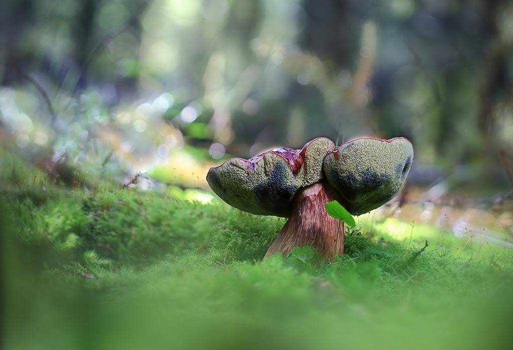 гриб, осень, заросли, листья, ветви, дерево, мох, деревья, растения, природа, фон, зеленый, коричневый, красиво, листва, облачно., Виктор Шнайдер