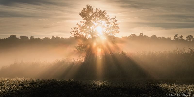 осень, желтый, рассвет, туман, туманный, утро, природа, свет, солнечный свет, лучи солнца, дерево Треугольник света фото превью