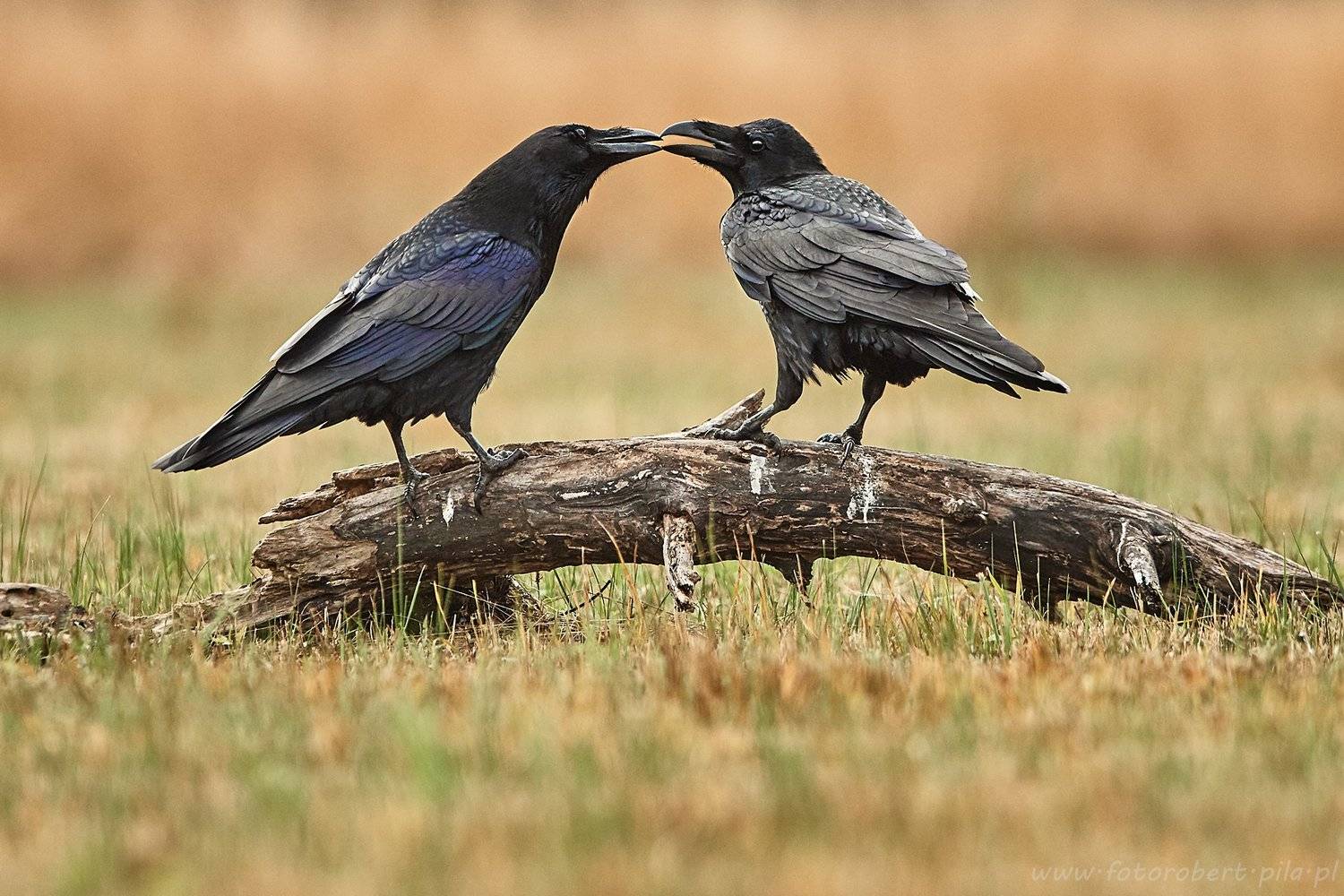 , Robert Szmytkowski