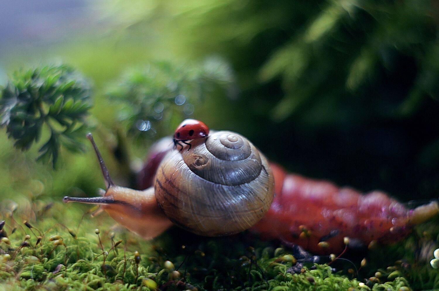 , Лапшина Владлена