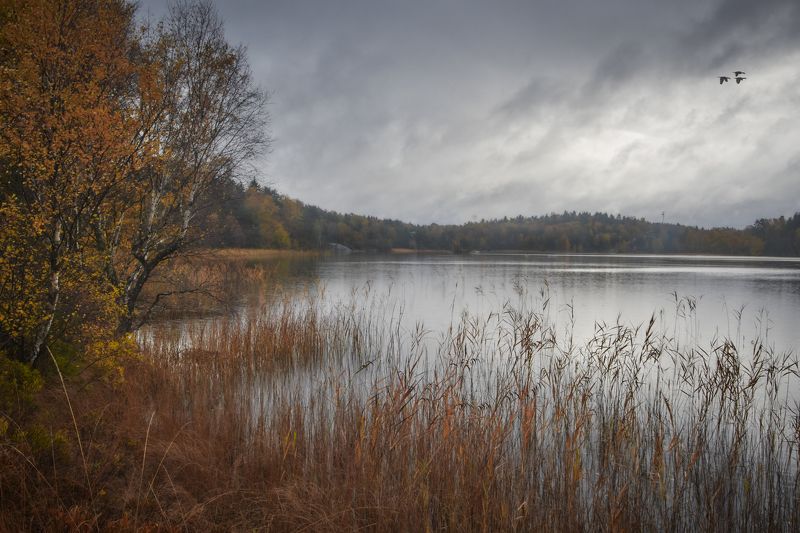 Осенняя элегия фото превью