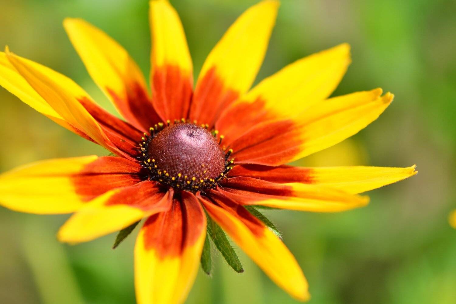 , Юрий Пужалин