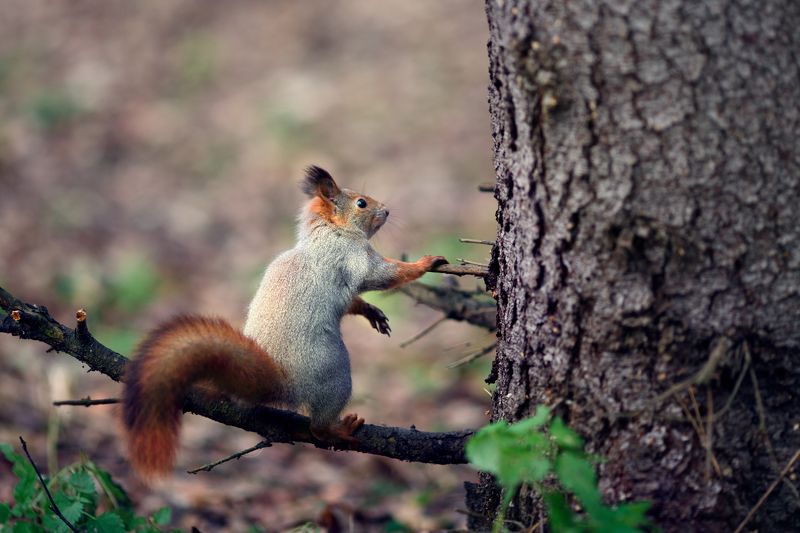 белка, животные, природа Про бельчат фото превью