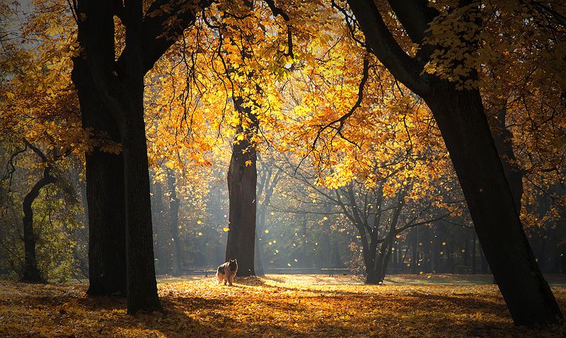 ... фото превью