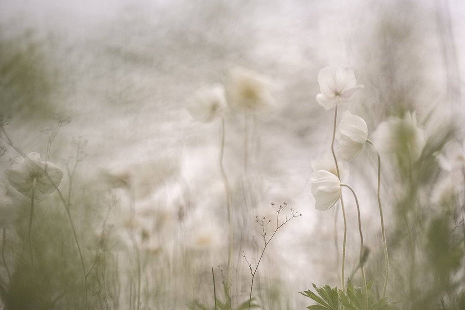 ветреницы, цветы, свет, цвет, весна, воронеж, нежность,, Геннадий Мещеряков