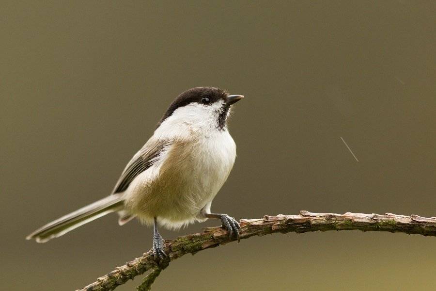, Janina J?drzejewska-Szombara
