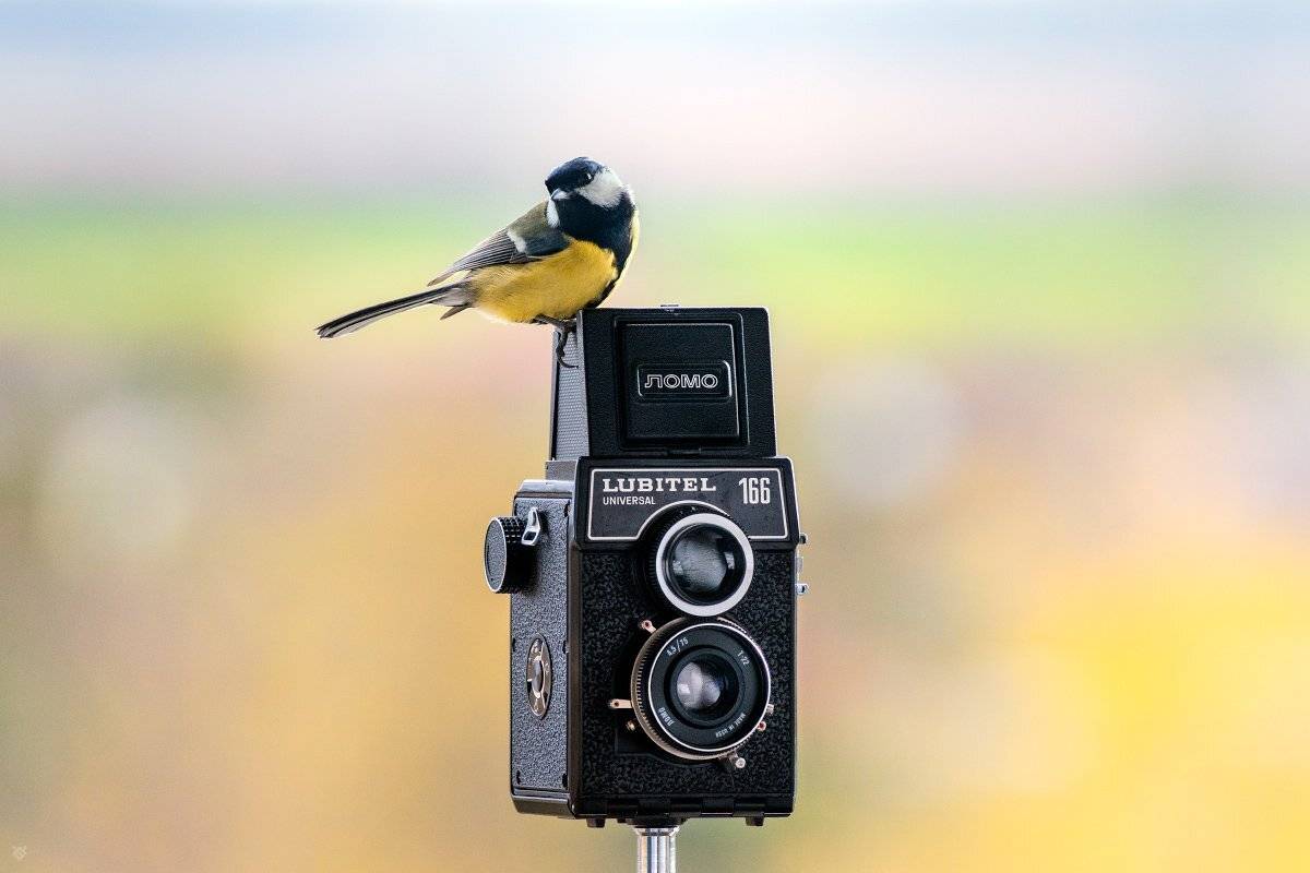 bird, old camera, wildlife, Wojciech Grzanka