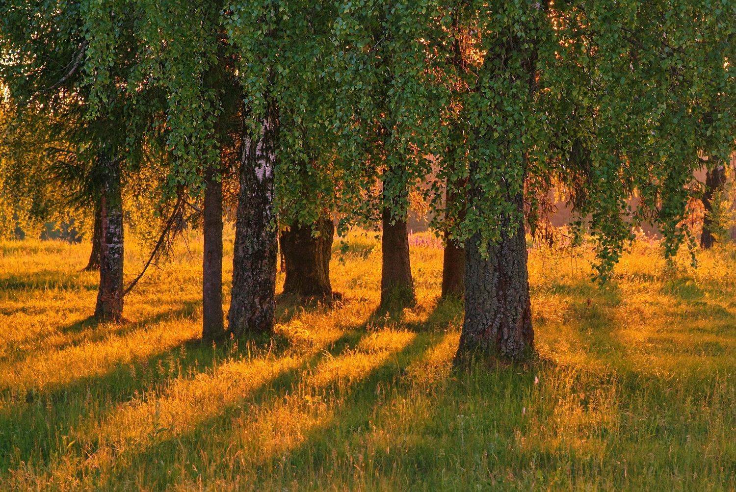 лето, природа, закат, Мария Минск