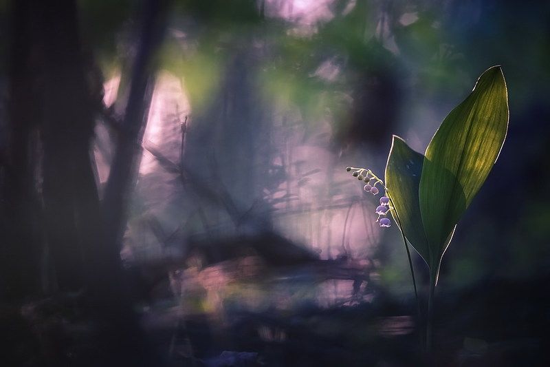 Сумрачно фото превью