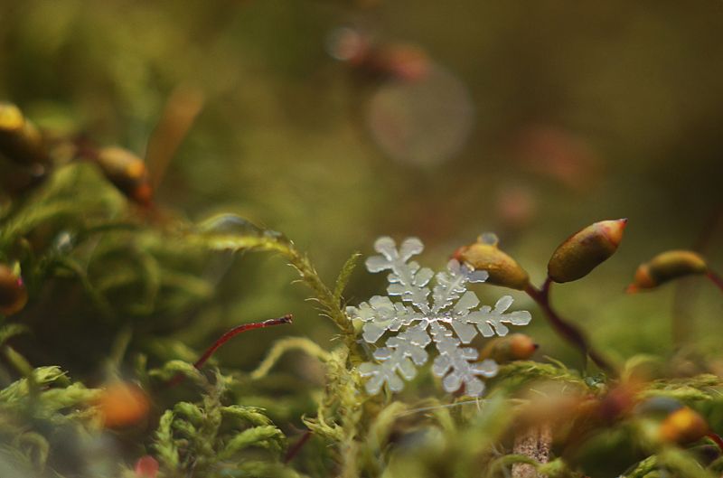 Первые снежинки фото превью